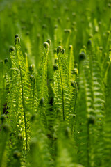 Soft green fern fronds unfurling in early spring. Captures the essence of natural growth, sustainability, and environmental awareness—perfect visual for eco design and nature preservation themes.