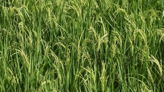 Panning shot of a lush green lowland rice field swaying in the breeze.