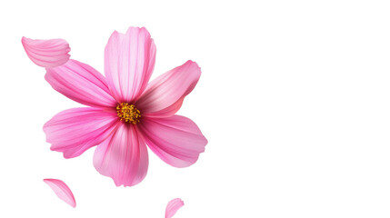Obraz premium Flying Pink Flowers Isolated on White Background for Romantic, Botanical, and Spring-Themed Creative Designs