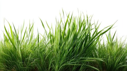 Green grass blades in various lengths isolated on white, arranged organically