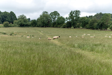 flock of sheep grazing, lying on the field. 