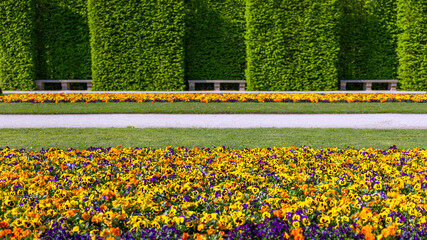 Obraz premium Empty park bench surrounded by blooming hedge and trees. Spring in the park