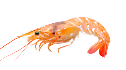 Fresh Live Shrimp Isolated on Transparent Background for Design Projects