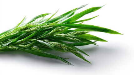 Fototapeta premium Long blade of healthy green grass diagonally placed on a bright white background