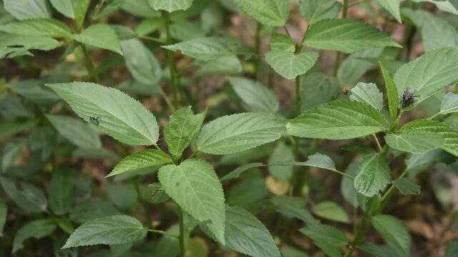 Close-up of Jews mallow plant with bright green leaves in a garden environment.