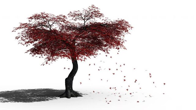 Isolated 3D realistic Red maple leaf fall on the wind  and alpha channel. 4k 30 fps seamless loop.