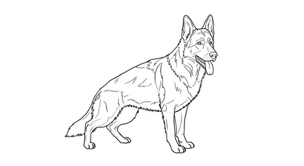 Fototapeta premium Majestic German Shepherd standing alert with detailed line art on a white background perfect for creative projects