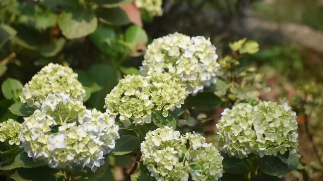 Soft white smooth hydrangea flowers blooming in a serene garden setting.