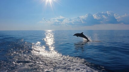 Obraz premium Single striped dolphin in a high leap, silhouetted against the horizon and clear azure sea