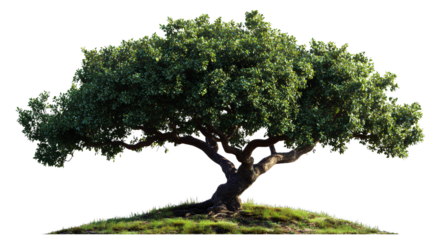 White background with a green tree border on the right side, PNG file with a transparent background, PNG file with a white