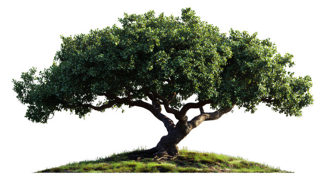 White background with a green tree border on the right side, PNG file with a transparent background, PNG file with a white