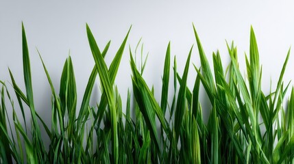 Fototapeta premium Thin, tall green grass blades standing vertically on bright white studio background