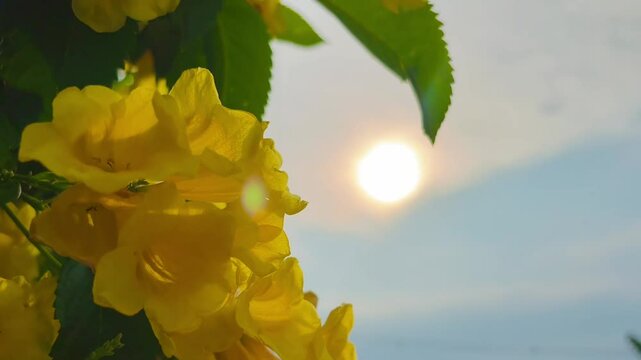 Close up  Yellow elder and sunrise background , 4K video.