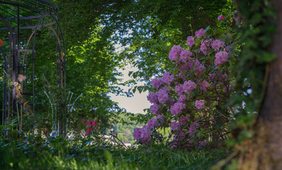 Obraz premium Im Park blühen große Rhododendron vor starken Bäumen