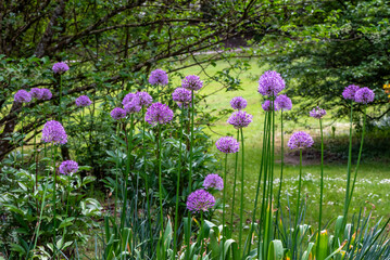 Obraz premium Raccolta di allium o fiori di aglio selvatico ornamentale in un bel giardino in primavera 