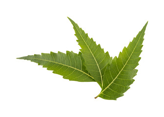 Fresh green neem leaves isolated on transparent background	