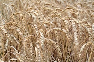 Fototapeta premium Golden wheat field, ripe and ready for harvest. Close-up view of numerous wheat heads