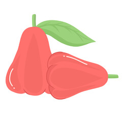 Water apple Indonesian Fruit Illustration