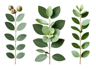 Green Plant Leaves, Isolated Transparent Background, Minimalist Design Element