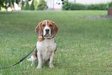 Beautiful purebred beagle dog on the grass in the city.