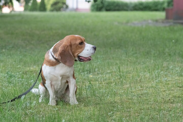 Beautiful purebred beagle dog on the grass in the city.