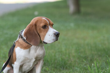 Beautiful purebred beagle dog on the grass in the city.