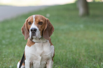 Beautiful purebred beagle dog on the grass in the city.