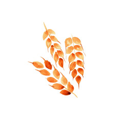 three ears of wheat on a white background