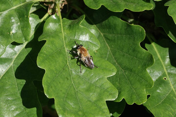 Criorhina, a bumblebee-mimic hoverfly