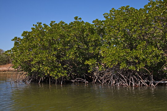 Mangrove trees at Yardie Creek Estuary in Cape Range National Park, Western Australia, Australia
