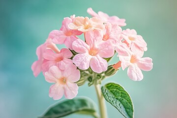 Fototapeta premium Close-up of delicate pink flowers in soft focus.