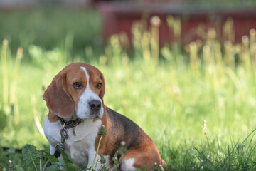 Beautiful purebred beagle dog on the grass in the city.