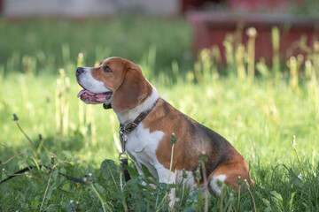 Beautiful purebred beagle dog on the grass in the city.