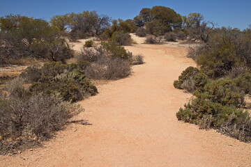 Trees at Hamelin Pool near Denham, Western Australia, Australia
