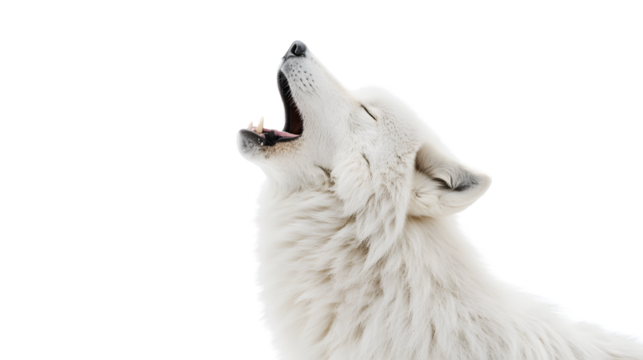 Majestic Howling White Wolf Isolated on Transparent Background