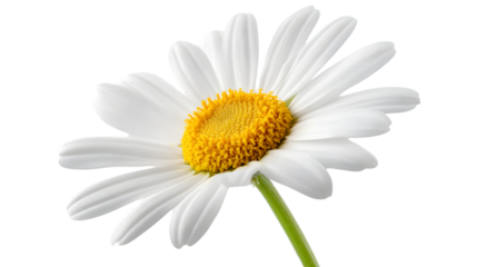 Marguerite Daisy Flower Isolated on Transparent Background for Professional Designs
