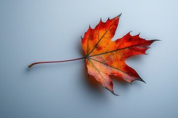 Vibrant autumn maple leaf on light background capturing the essence of fall season