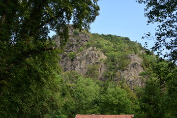 tree in the mountains