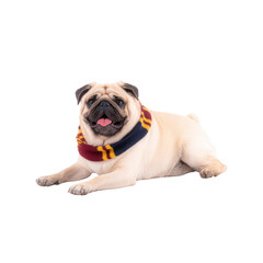 Obraz premium A cheerful pug dog wearing a colorful scarf, posing against a white isolated background. This playful pet exudes joy and charm, perfect for adorable pet-themed designs.
