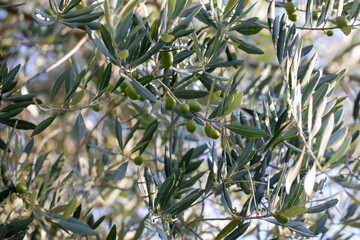 Olive tree branch with leaves in sunlight