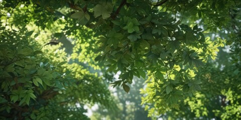 Soft, blurry green leaves, dappled light, indistinct shapes , forest,  unfocused