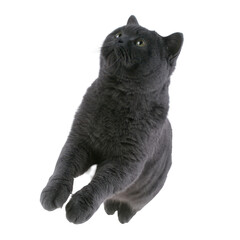 A playful gray cat leaps gracefully in mid-air, showcasing its agility and playful spirit against a white isolated background.