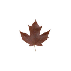 Naklejka premium A single brown maple leaf on a white isolated background, showcasing its intricate shape and texture, perfect for seasonal or nature-themed projects.