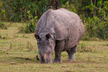 Obraz premium Greater one-horned rhinoceros (Rhinocerus unicornis)