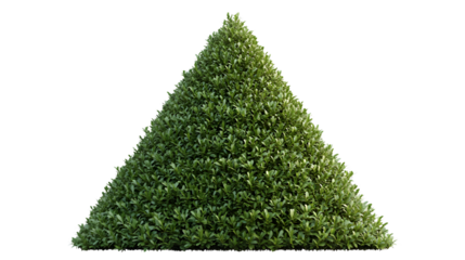 Cone Shape Topiary Illustration Element - Transparent Cut Out