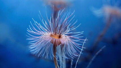 Rotifer’s Crown of Cilia Captured Mid-Rotation in Crisp Detail Against a Deep Blue Aquatic Backdrop