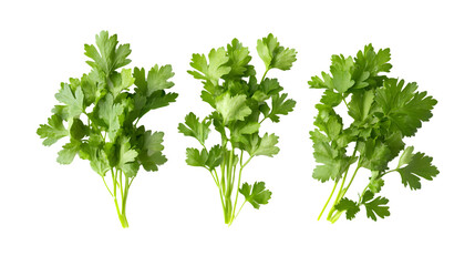 Fresh Parsley Leaves Isolated on Transparent Background - High Angle View Photography