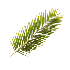 Fototapeta premium Green palm leaf isolated on a white background, showcasing its intricate texture and vibrant color, ideal for summer themes and tropical decor.