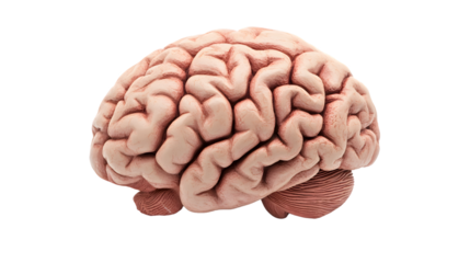 Detailed Human Brain Organ Model Isolated on Transparent Background