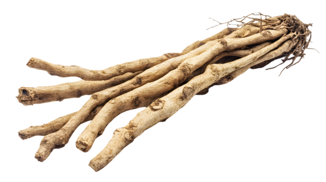 Professional Indian Madder Rak Root Isolated on Transparent Background for Designers
